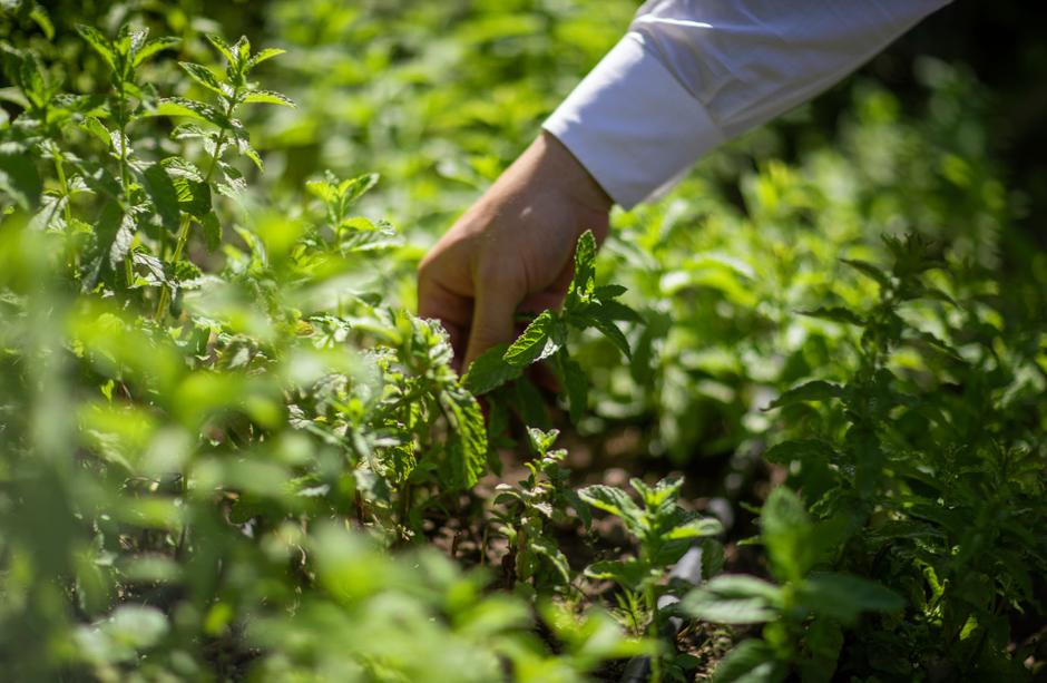 Vegetable garden and cooking classes